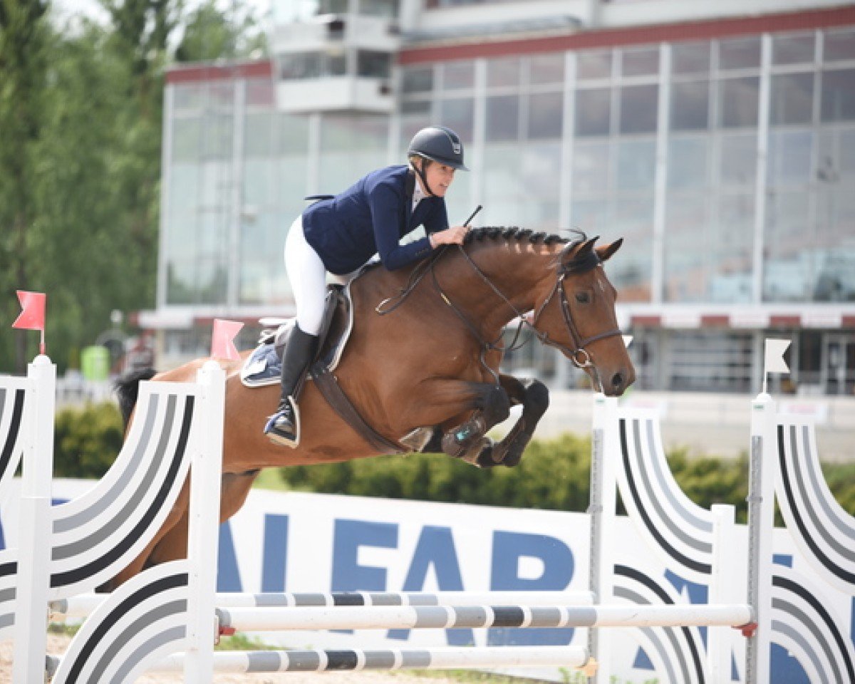 Springpferd Ccstud's Java (Schwedisches Warmblut, 2014, von VDL Sheraton)