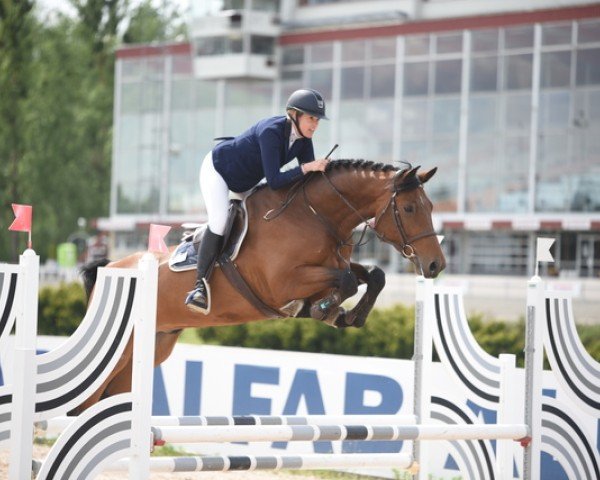 jumper Ccstud's Java (Swedish Warmblood, 2014, from VDL Sheraton)