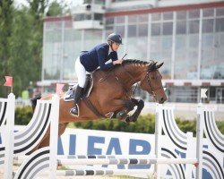 Springpferd Ccstud's Java (Schwedisches Warmblut, 2014, von VDL Sheraton)