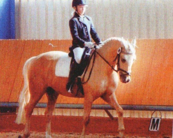 horse Wirbelwind (German Riding Pony, 2002, from Danny Gold)