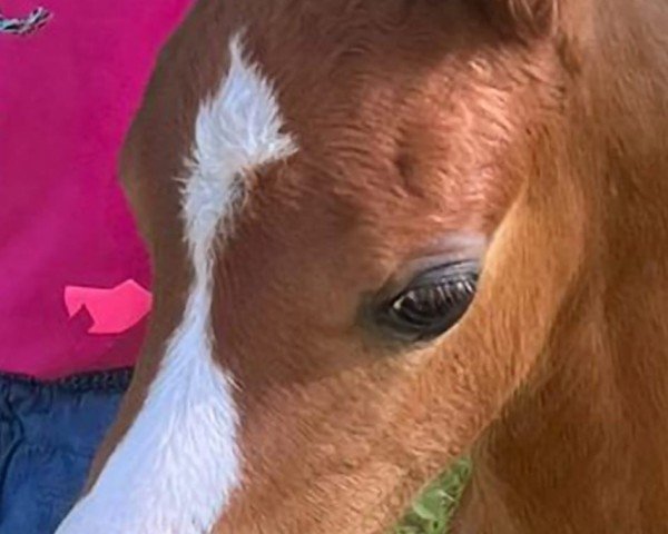 Fohlen von Trefoil Georgie Boy (Welsh Pony (Sek.B), 2025, von Cadlanvalley Starstruck)