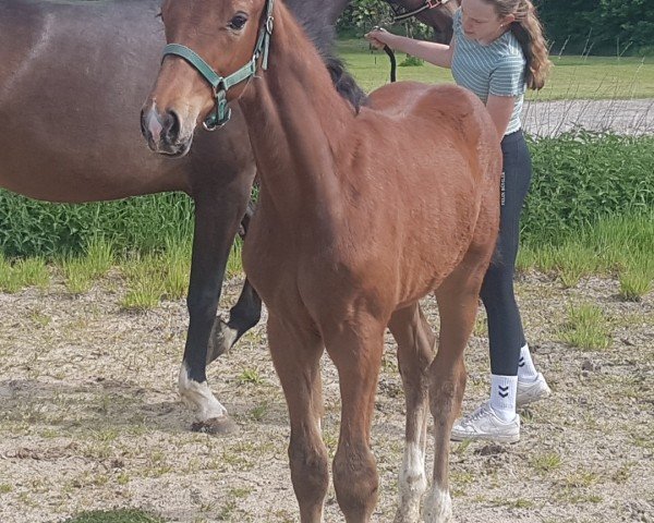 foal by Hengst von Be my Dancer / Florenciano (Oldenburg, 2025, from Be my Dancer)