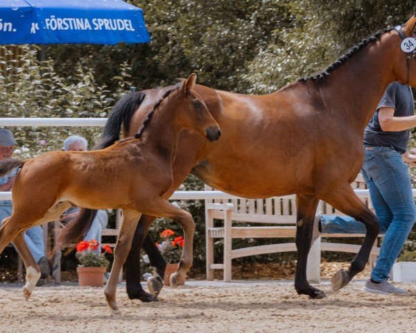 broodmare Elfenblüte GS (German Sport Horse, 2019, from Totilas)