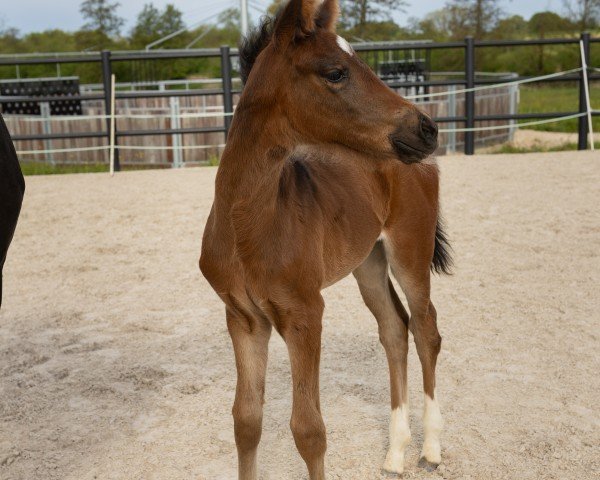 horse Daenerys (Oldenburg, 2024, from Glock's Dream Boy)