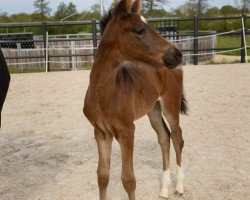 Pferd Daenerys (Oldenburger, 2024, von Glock's Dream Boy)