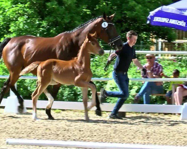 Video of Elfenglanz