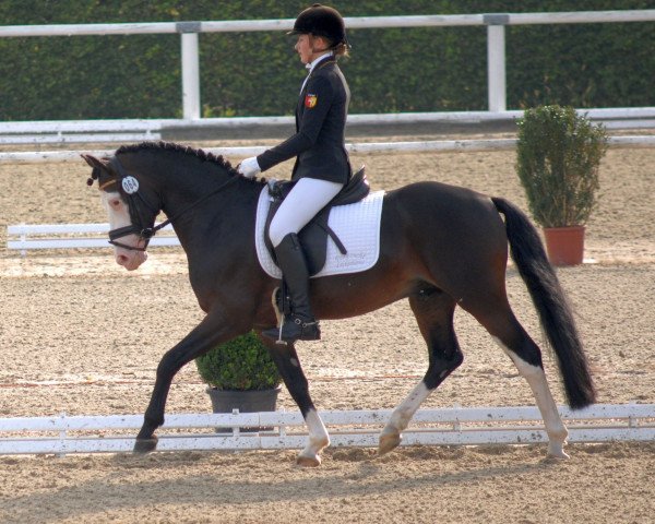 stallion Black Eyes Peas (German Riding Pony, 2011, from Batida de Coco)