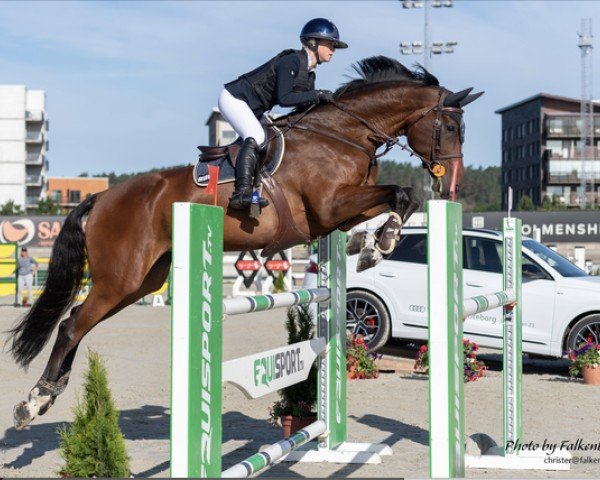 jumper Calitha Cc (Oldenburg, 2009, from Calido I)