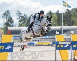 jumper Ccstud's Money Maker (Swedish Warmblood, 2017, from Bamako de Muze)