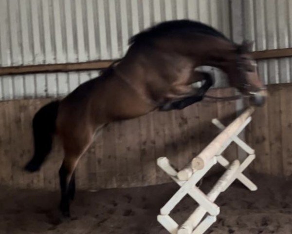 Pferd Mio Cornito (Holsteiner, 2019, von Million Dollar)