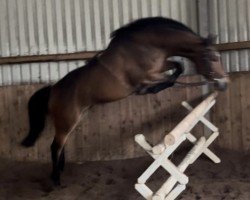 Horse Mio Cornito (Holsteiner, 2019, from Million Dollar)