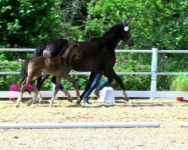 Video of Sansa
