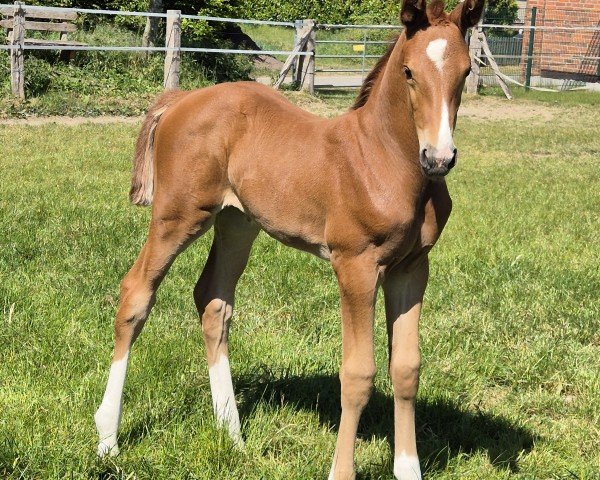 foal by Stute von Crinch / Corrado I (Holsteiner, 2025, from Crinch)