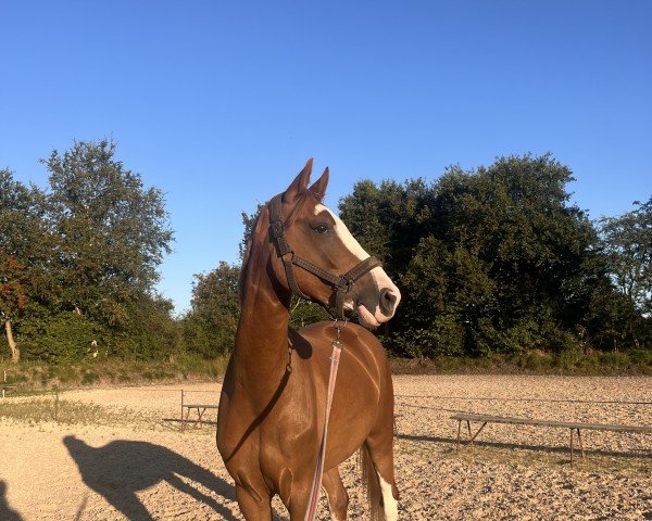 Springpferd Mambo Number Seven (Deutsches Reitpony, 2018, von Kastanienhof Manhattan)