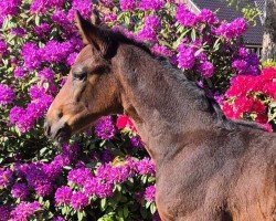 foal by Stute von Chezarro / Nekton (Holsteiner, 2025, from Chezarro)