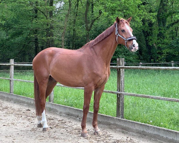Springpferd Cash RS (Hannoveraner, 2008, von Catoki)