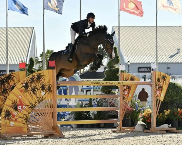 jumper Crislin van den Bosrand Z (Zangersheide riding horse, 2017, from Carambole)