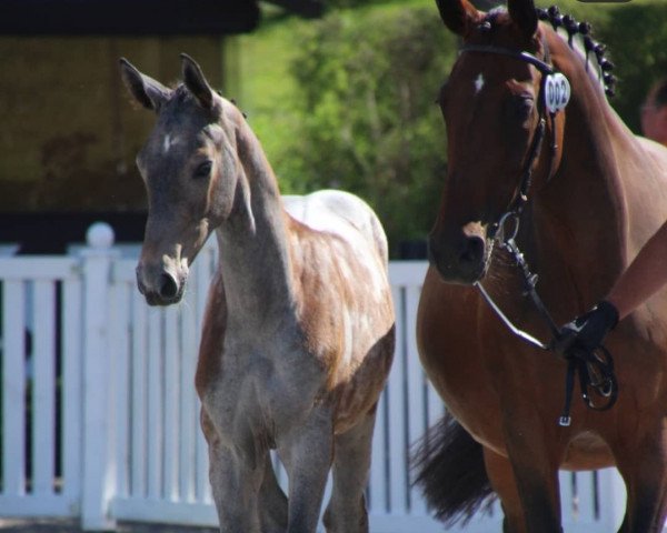 horse Stute von Grey Top / Calido Ass (Hanoverian, 2019, from Grey Top)