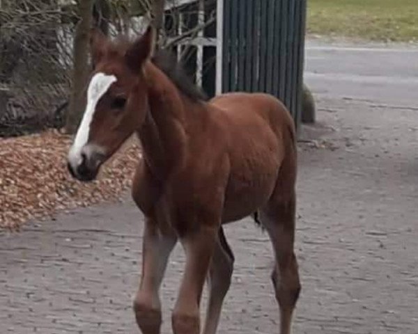 horse Dallas Fox (Hanoverian, 2018, from Dallas VDL Z)