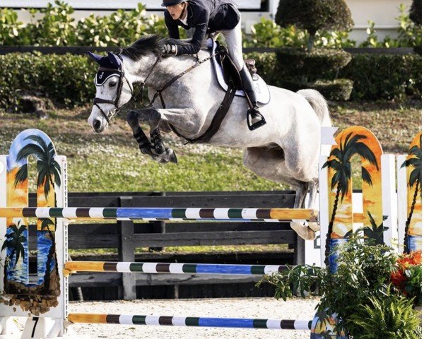 jumper Kallistos (KWPN (Royal Dutch Sporthorse), 2015, from El Salvador)