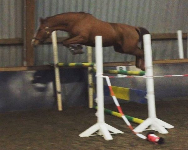 broodmare Foxi (Oldenburg show jumper, 2012, from Fantome d'Abdullah)