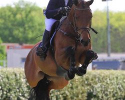 jumper Escalade (KWPN (Royal Dutch Sporthorse), 2009, from Numero Uno)