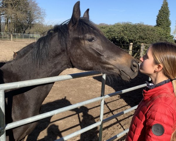 horse Coffee 2 Go (German Riding Pony, 2020, from Celebration WE)