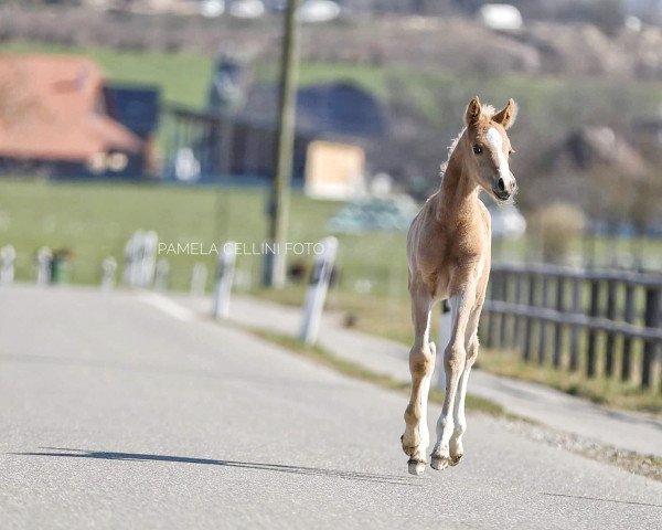 Pferd Silverblossom Sirius (Arabisches Halbblut / Partbred, 2021)