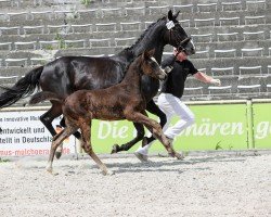 foal by Universe (German Sport Horse, 2025, from Uno I)