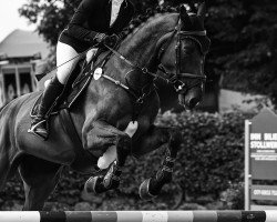 jumper Dream on me (Hanoverian, 2020, from Diamant de Semilly)