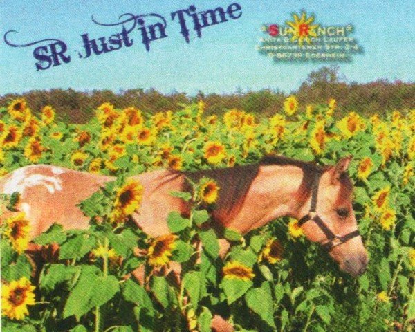 horse SR Just In Time (Pony of the Americas, 2010, from Santee Champ)