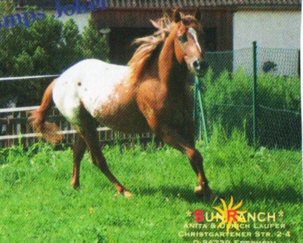 horse Santee Champs Joker (Pony of the Americas, 2009, from Santee Champ)