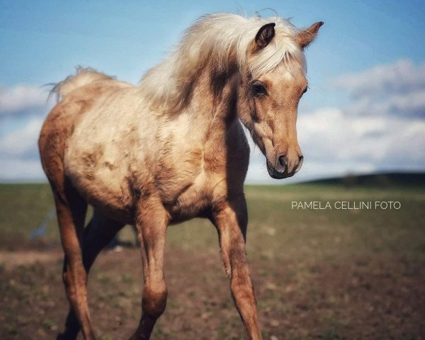 Pferd Silverblossom Shanelle (Arabisches Halbblut / Partbred, 2020) Pferd Silverblossom Shanelle (Arabisches Halbblut / Partbred, 2020)