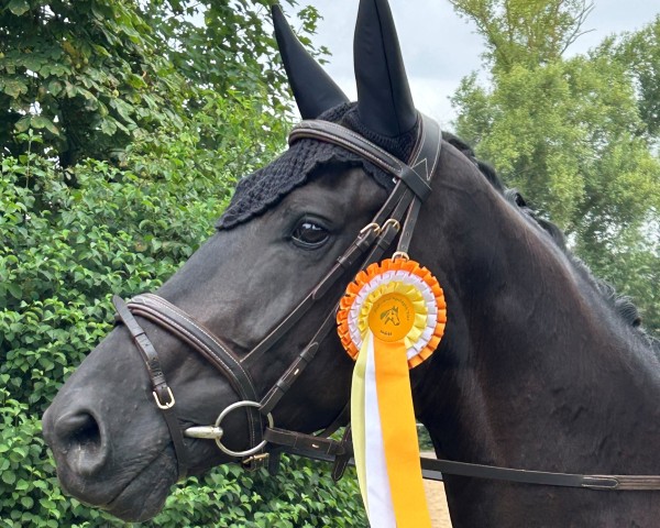 Pferd Marougé est belle (Deutsches Sportpferd, 2019, von Maracana)