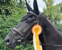 horse Marougé est belle (German Sport Horse, 2019, from Maracana)