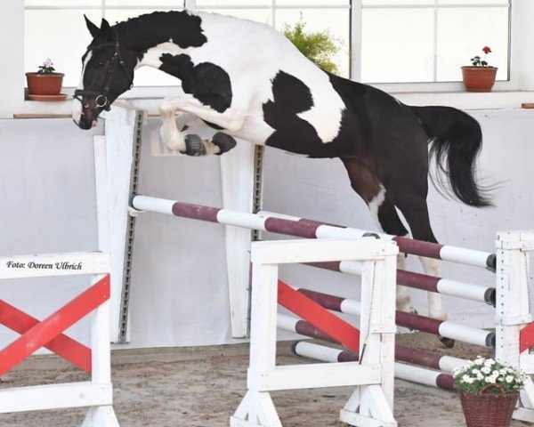 horse Outlander Z (Zangersheide riding horse, 2022, from Obi - Wan)