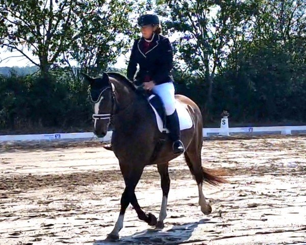 broodmare Lycris-Dream (German Sport Horse, 2019, from Banderas)