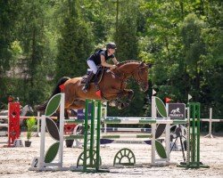 jumper Cajun W (German Sport Horse, 2014, from Colestus)