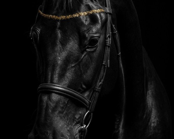 horse Oh La La (Holsteiner, 2021, from Central Park 6)