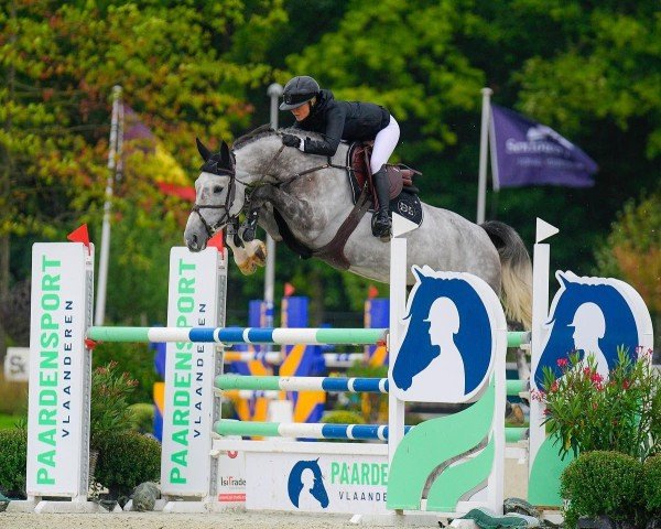 Springpferd Quelle Reve van het Genelaar (Belgisches Warmblut, 2016, von Malito de Reve)