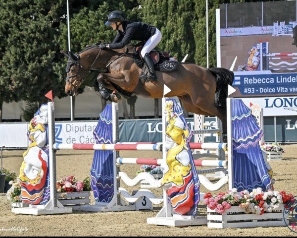 Springpferd Dolce Vita van't Laar (Zangersheide Reitpferd, 2018, von Dominator 2000 Z)