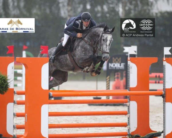 jumper QV-Royale vd Axelhoeve (Belgian Warmblood, 2016, from Horion de Libersart)