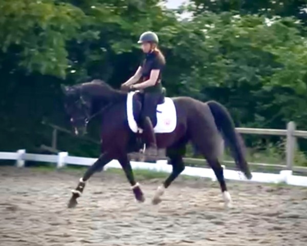 Pferd Florivana (Hannoveraner, 2015, von Fuechtels Floriscount OLD)