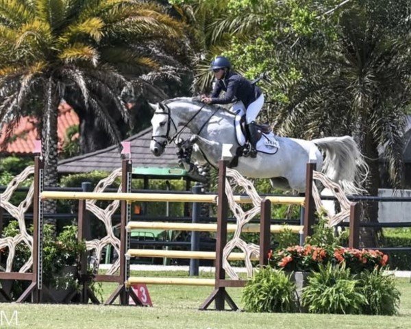 Springpferd Crooner Brimbelles Z (Zangersheide Reitpferd, 2015, von Cornet Obolensky)