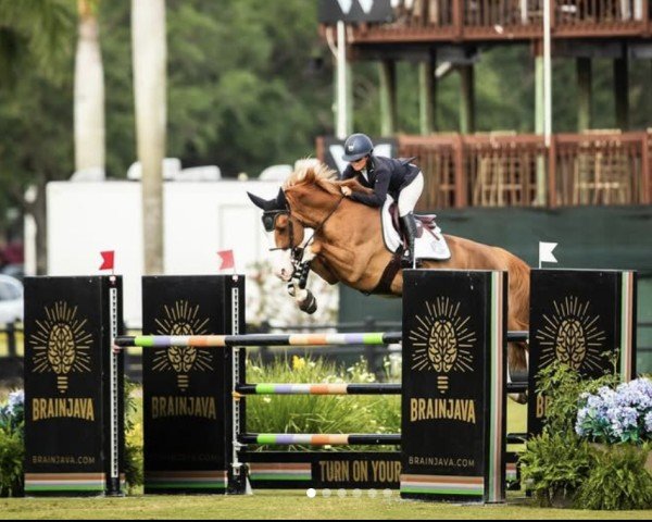 stallion Itot du Rouet (Selle Français, 2018, from Catoki)