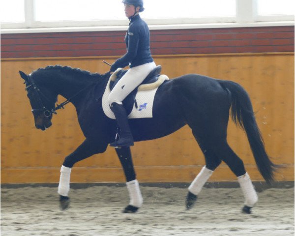 horse Desperados (Trakehner, 2017, from Cousteau)