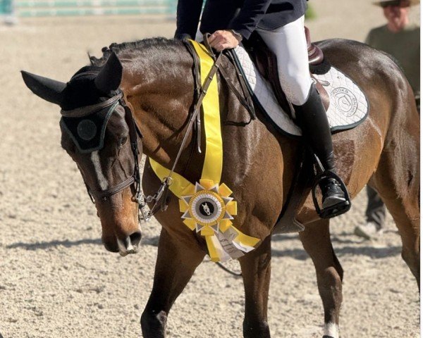 Springpferd Q Mosita van Essene (Belgisches Warmblut, 2016, von Mosito van het Hellehof)