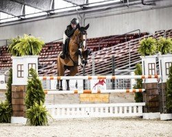 horse Uptons Lola (Oldenburg show jumper, 2016, from El Salvador)