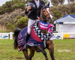 jumper Elegance de La Charmille (Belgium Sporthorse, 2010, from Clinton)