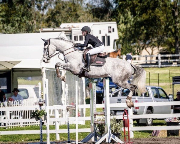 horse Tulara Wat Conikka (Australian Wamblood, 2011)